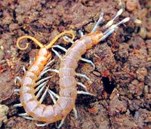 गोम (Centipede)
