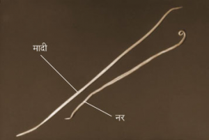 Read more about the article गोलकृमी (Roundworm)