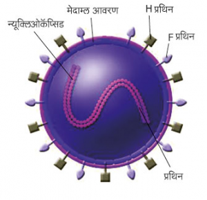 Read more about the article गोवर (Measles)