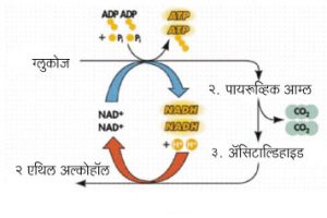 Read more about the article ग्लायकॉलिसिस (Glycolysis)
