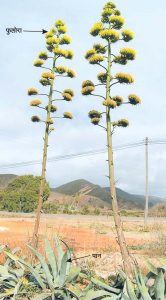Read more about the article घायपात (Agave)