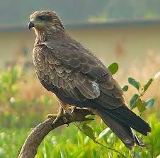 Read more about the article घार (Black kite)