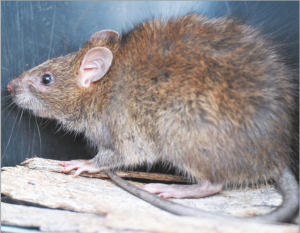 Read more about the article घूस (Greater bandicoot rat)
