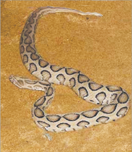 Read more about the article घोणस (Russell’s viper)