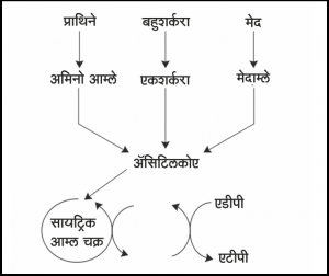 Read more about the article चयापचय (Metabolism)