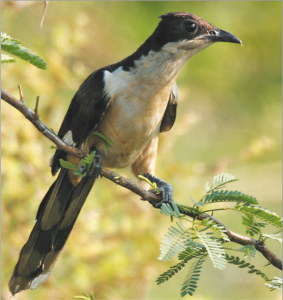 Read more about the article चातक (Pied crested cuckoo)