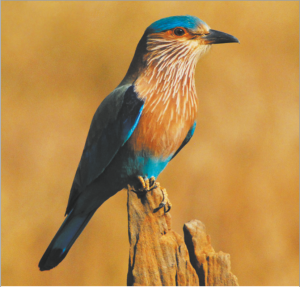 Read more about the article चास (Indian roller)