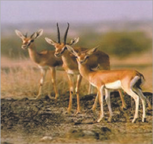 चिंकारा (Indian gazelle)