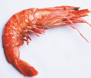 Read more about the article चिंगाटी (Shrimp)