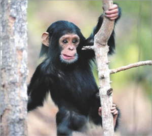 चिंपँझी (Chimpanzee)
