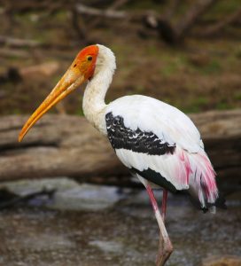 Read more about the article चित्रबलाक (Painted stork)