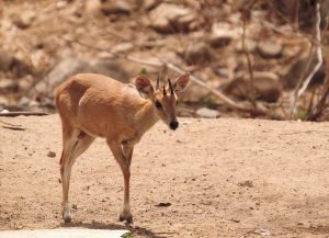 चौशिंगा (Four horned antelope)
