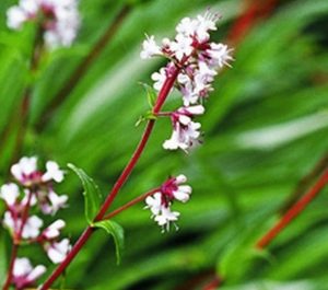 Read more about the article जटामांसी (Spikenard)