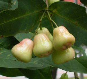 Read more about the article जांब (Rose apple)