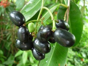 Read more about the article जांभूळ (Java plum)