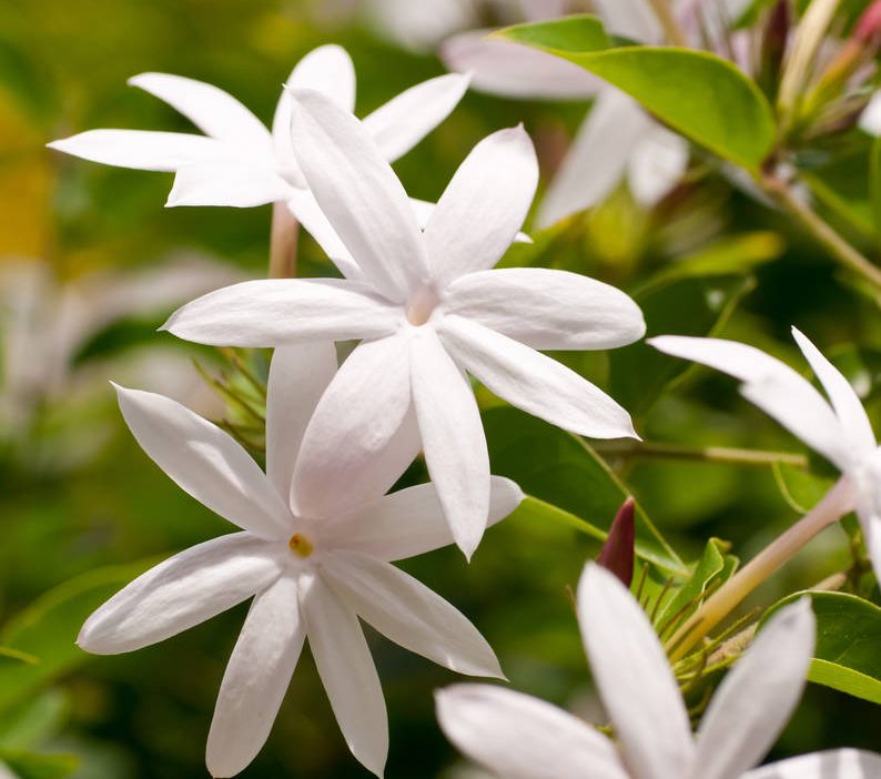 जास्मिन (Jasmine) मराठी विश्वकोश