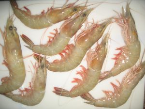 Read more about the article झिंगा (Prawn)