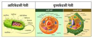 Read more about the article पेशी (Cell)