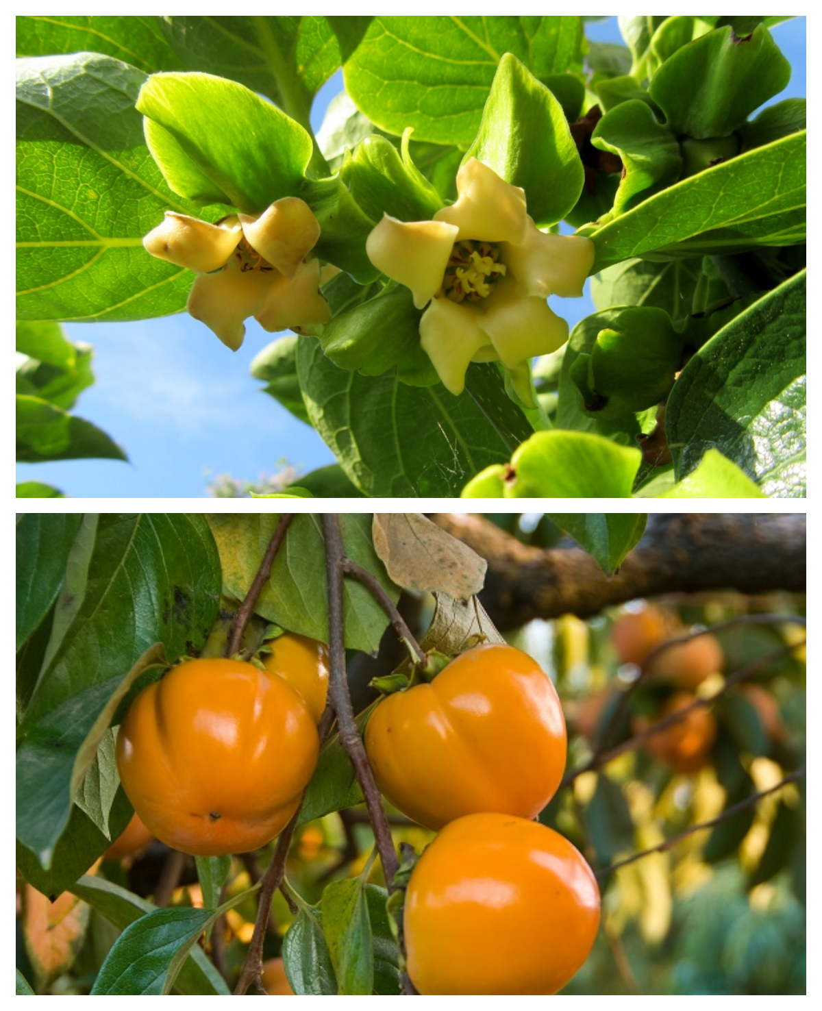 टेंबुर्णी (Indian persimmon) – मराठी विश्वकोश