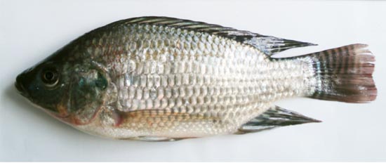 tilapia fish in marathi