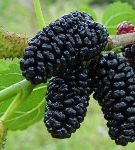 Read more about the article तुती (Mulberry)