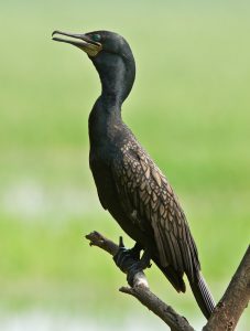 पाणकावळा (Cormorant)