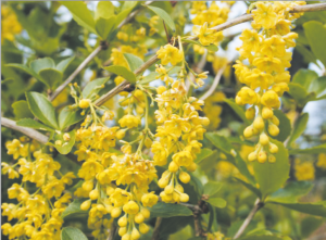 Read more about the article दारुहळद (Indian barberry)