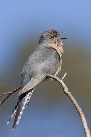 Read more about the article कोकिळ (Cuckoo)