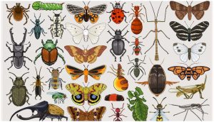 कीटकविज्ञान (Entomology)