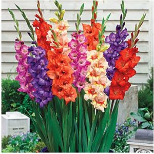 Read more about the article ग्लॅडिओलस (Gladiolus)