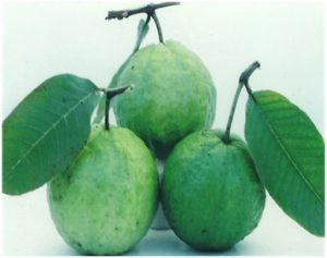 पेरू (Guava)