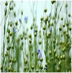 जवस (Linseed Plant)