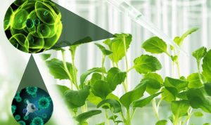 अब्जांश तंत्रज्ञान : बीजविज्ञान आणि पीक उत्पादन (Nanotechnology in Seed technology and Crop production)