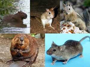 कुरतडणारे प्राणी (Rodents)