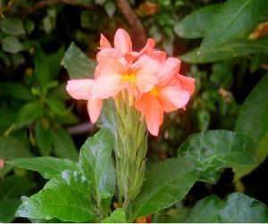 अबोली (Firecracker flower)