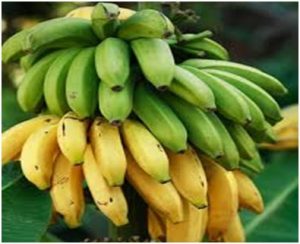 केळी (Banana)