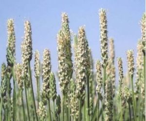 Read more about the article इसबगोल (Blonde psyllium)