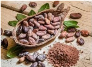 Read more about the article कोको (Cocao)