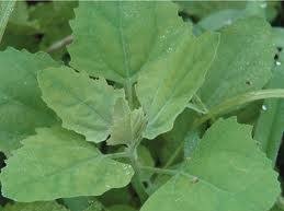 Read more about the article चाकवत (Goosefoot)