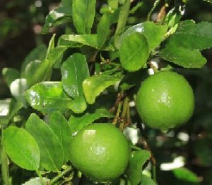 कागदी लिंबू (Citrus aurantifolia Swing)