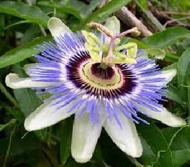Read more about the article कृष्णकमळ (Passion flower)