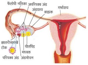 Read more about the article अंडाशय १ (Ovary)