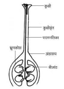Read more about the article अंडाशय-२ (Ovary)