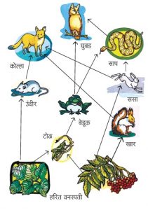 Read more about the article अन्नजाळे (Food web)