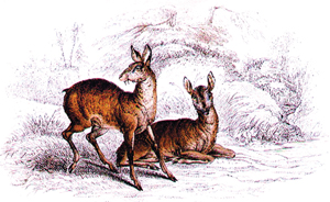 Read more about the article कस्तुरी मृग (Musk deer)