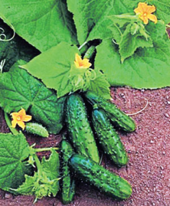 Read more about the article काकडी (Cucumber)