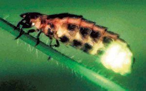 Read more about the article काजवा (Fire fly)