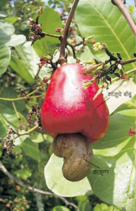 Read more about the article काजू (Cashew)