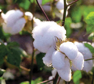 कापूस (Cotton)