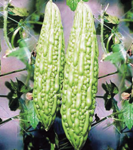 Read more about the article कारले (Bitter gourd)